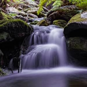 DSC_0041 (1)